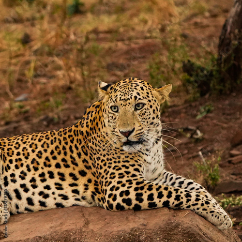 Leopard Close Up