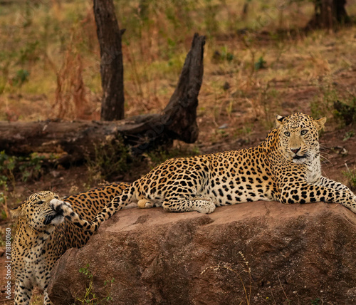 Leopard Siblings in GIR National Park, Gujarat, India