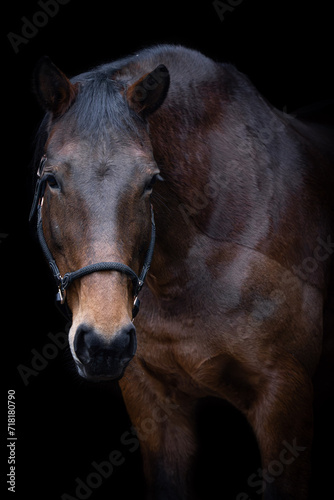 Bay horse with black background.