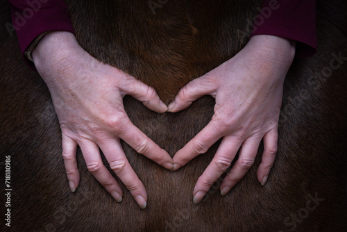 Two hands making a heart on a bay horse chest.  photo