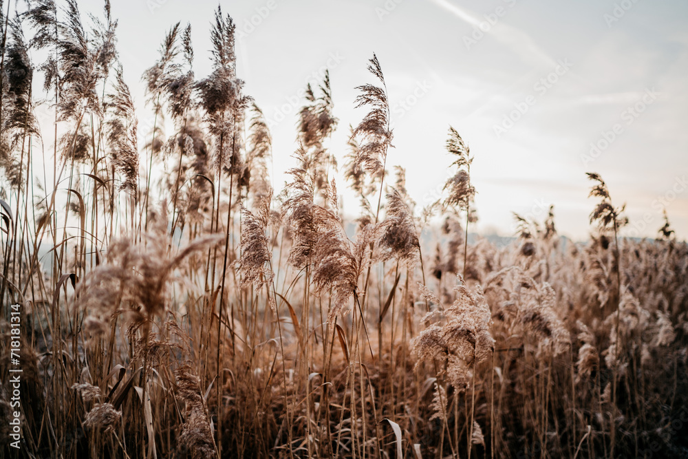 Neblige Winterstimmung auf einem Feld mit hohen Gräsern Neblige Winterstimmung auf einem Feld mit hohen Gräsern