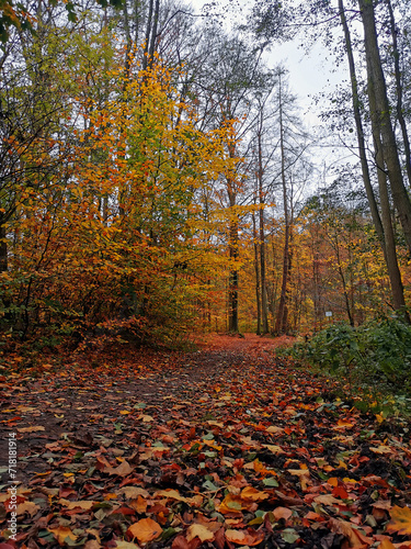 Autumn colors in the woods in the north of Germany