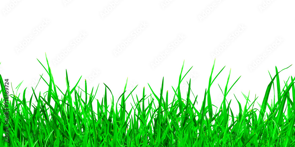 Fototapeta premium Realistic fresh green grass isolated on white background