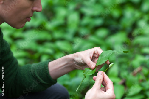 Female Herbalist Checking Authenticity of Allium Ursinum - Ramson Leaves in a Forest Payine Attention to not Misplaced it with Similar Poisonous Plants
