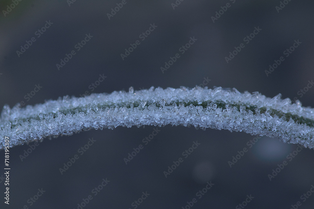 a blade of grass covered with ice crystals a blade of grass covered with ice crystals