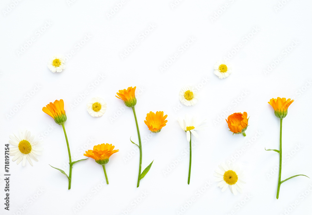 Creative floral layout of orange calendula flowers and daisies on a white background. Top view, flat lay, summer floral background with copy space, minimalism