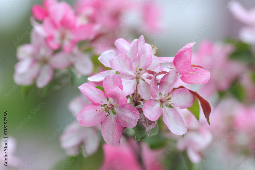 Fresh
beautiful flowers apple tree blooming in the spring. Pink Apple blossoms flowers on green nature background. Blossom trees in spring. Sakura. Beautiful flowers on a branch of an apple tree Fresh
beautiful flowers apple tree blooming in the spring. Pink Apple blossoms flowers on green nature background. Blossom trees in spring. Sakura. Beautiful flowers on a branch of an apple tree