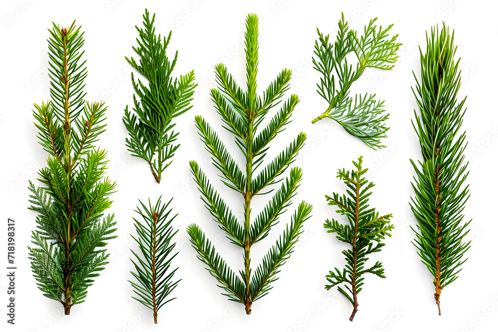 Collection of pine branches isolated on white background - obrazy, fototapety, plakaty 