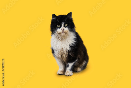 Dirty dissatisfied cat sits on the street and looks at the camera
on the yellow background photo