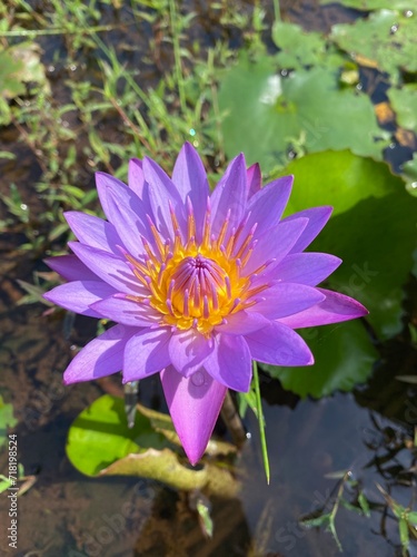 pink lotus flower Nymphaea nouchali. Native to southern and eastern Asia, it is the national flower of Bangladesh and Sri Lanka. © Dilan