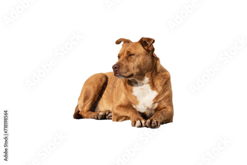 A homeless ginger dog lies on a white background  a domestic dog lies  the dog is chilling