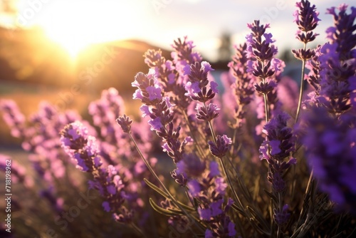  a field of lavender flowers with the sun setting in the backgrounnd and the sky in the backgrounnd, with a blurry image of the lavender flowers in the foreground and the foreground.