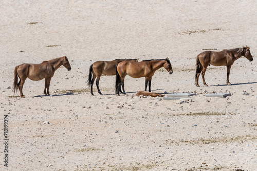 group of wild horses on sand in Naukluft desert, near Garub, Namibia