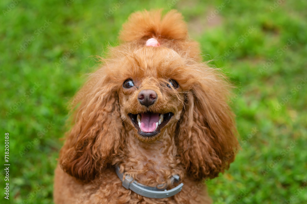 small chocolate poodle on the grass. Pet in nature. Cute dog like a toy 