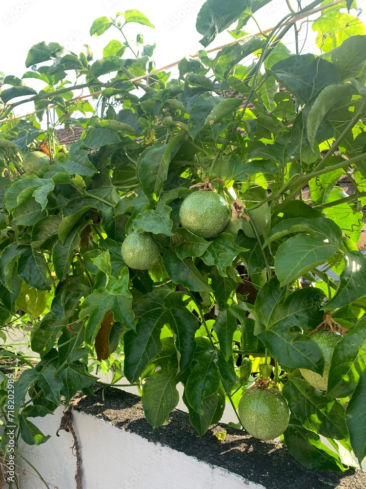 Close-up image of passion fruit growing on a vine
