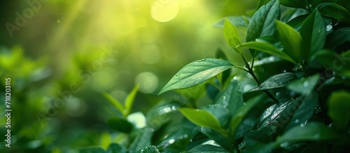 Fresh green leaves in garden at summertime on natural blur background. Generate AI image