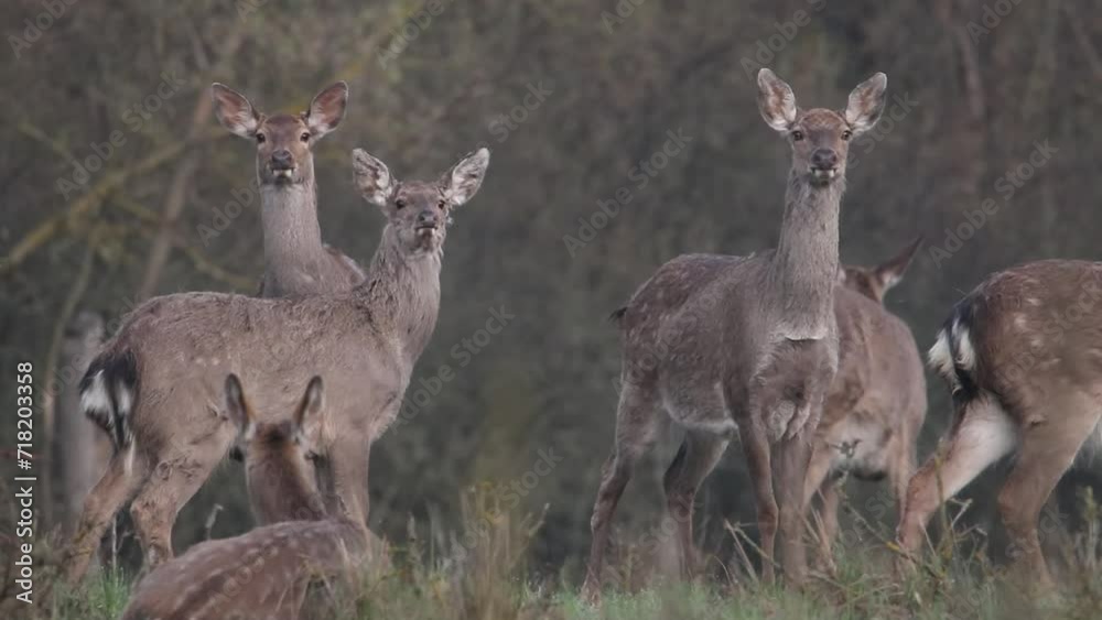 A group of spotted deer stands in the forest. The animals are alarmed and whistling. Video from Sika deer. The cry of a deer A group of spotted deer stands in the forest. The animals are alarmed and whistling. Video from Sika deer. The cry of a deer