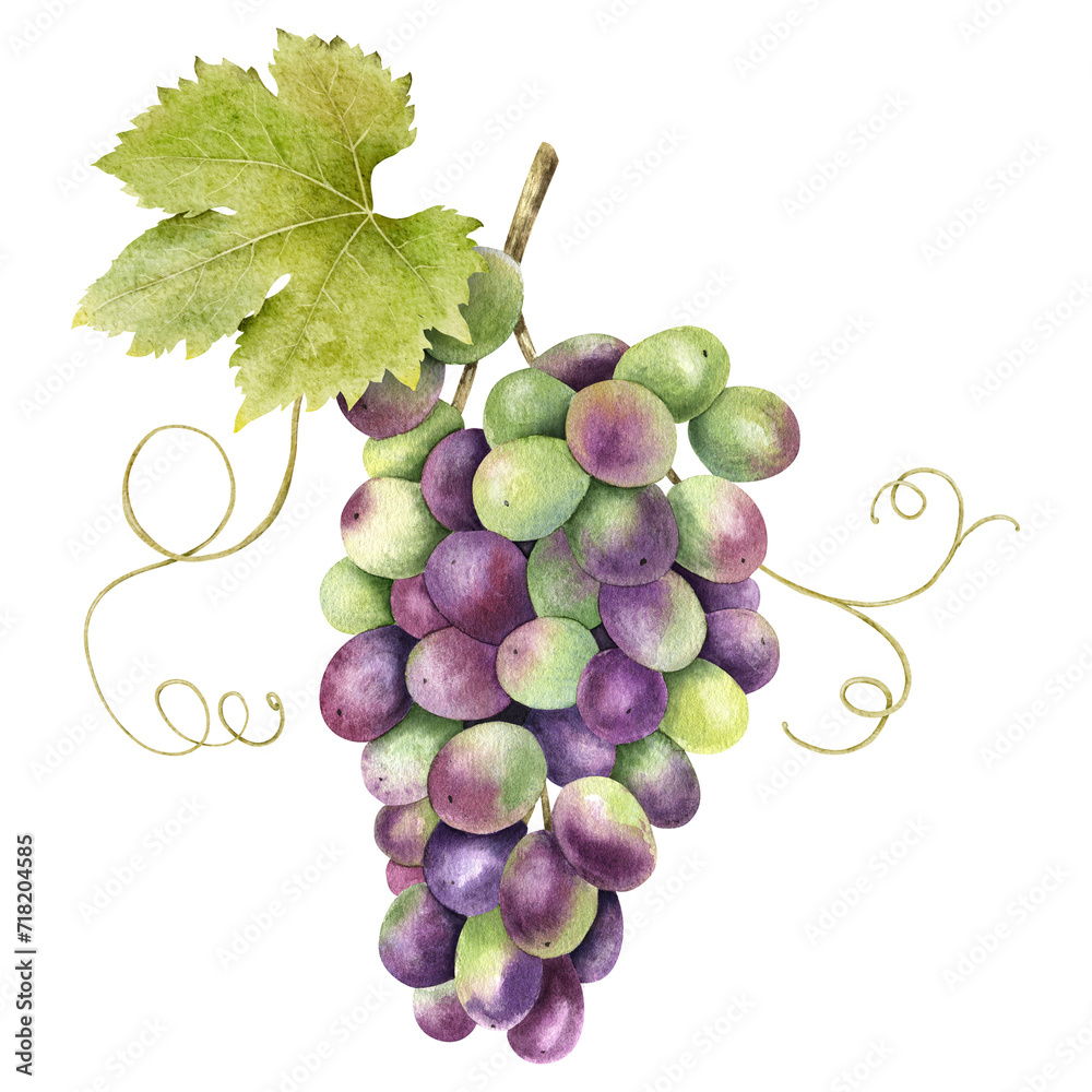 Fototapeta premium A bunch of red grapes with leaves. Grapevine. Isolated watercolor illustrations. For the design of labels of wine, grape juice and cosmetics, wedding cards, stationery, greetings cards