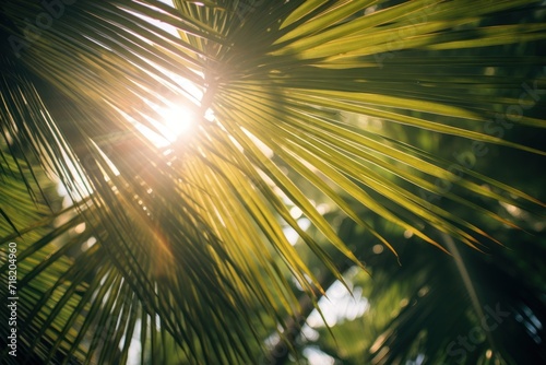  a close up of a palm tree with the sun shining through the leaves and the sun shining through the leaves of the palm tree in the foreground is a blurry background.
