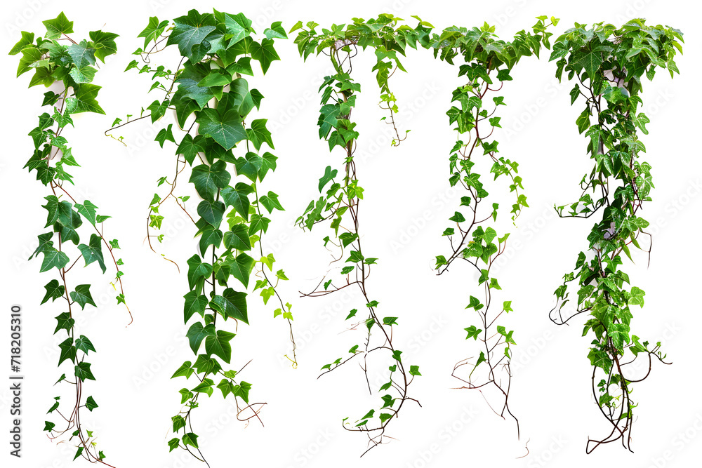 collection of vines isolated on white background