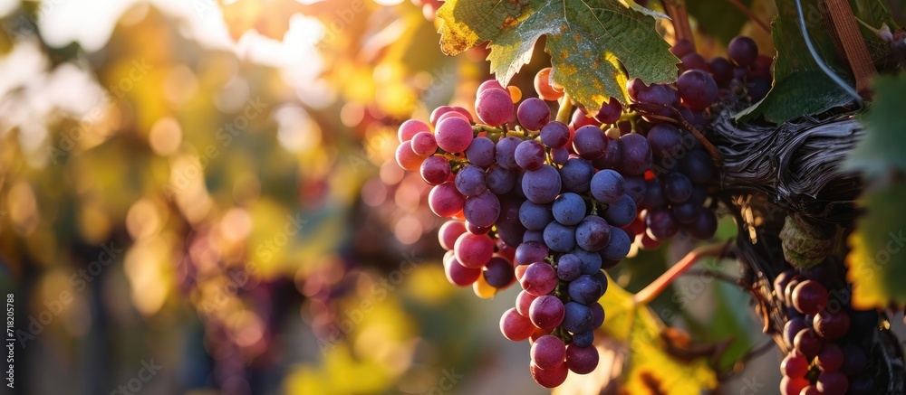 The ripening grape clusters on the vine shimmered in the sunlight, their lush plumpness promising a bountiful harvest for the winemakers. #grapes #ripening #vine The ripening grape clusters on the vine shimmered in the sunlight, their lush plumpness promising a bountiful harvest for the winemakers. #grapes #ripening #vine