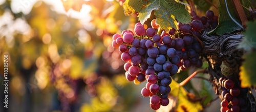 The ripening grape clusters on the vine shimmered in the sunlight, their lush plumpness promising a bountiful harvest for the winemakers. #grapes #ripening #vine