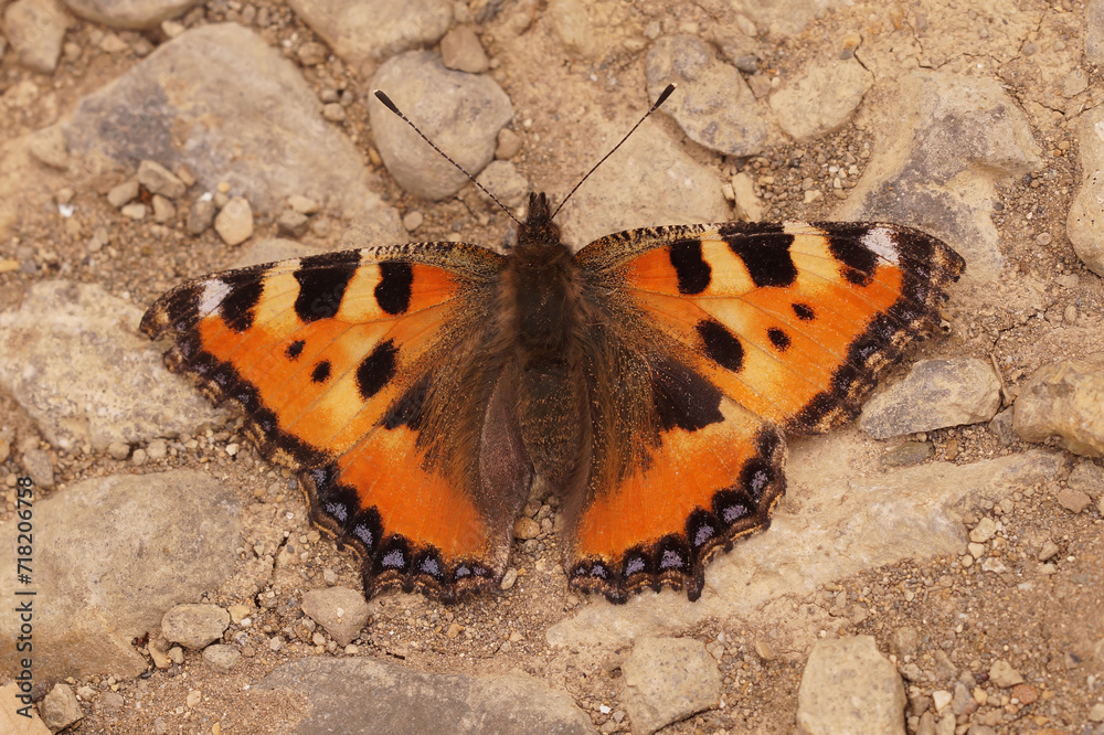 Closeup on a Small tortoiseshell butterfly, Aglais urticae sitting with spread wings Closeup on a Small tortoiseshell butterfly, Aglais urticae sitting with spread wings