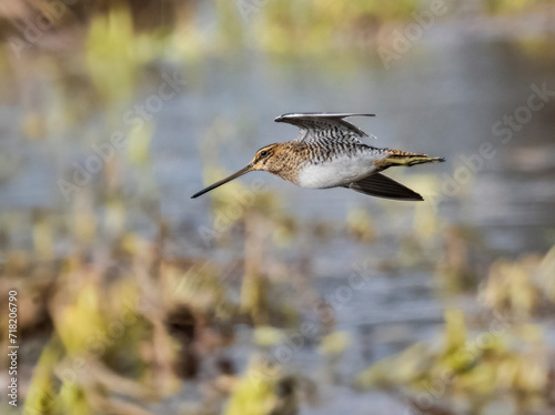 Bekassine (Gallinago gallinago) photo