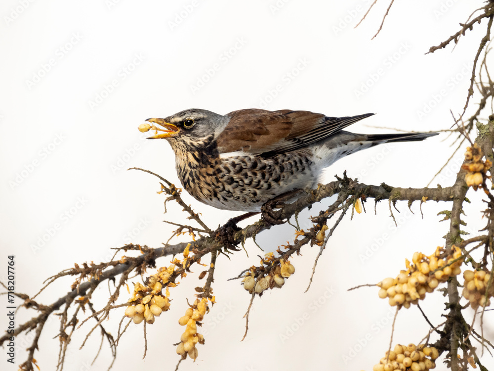 Wacholderdrossel (Turdus pilaris)