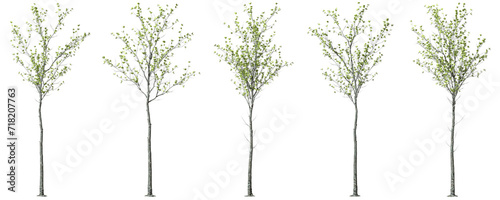 Cutout trees standing tall shapes realistic 3d rendering png