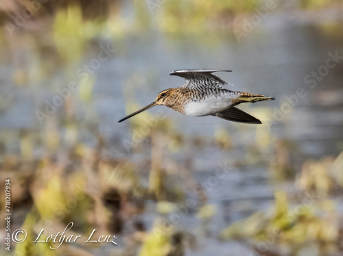 Bekassine (Gallinago gallinago) photo