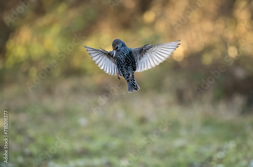 Star (Sturnus vulgaris)