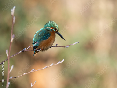 Eisvogel (Alcedo atthis)