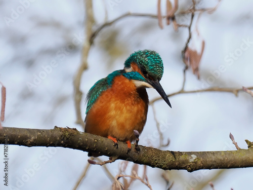 Eisvogel (Alcedo atthis)