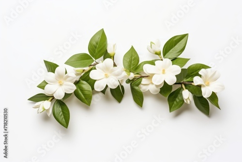  a branch of white flowers with green leaves on a white background, top view, flat lay, copy - up, copy - up, copy - space for text. © Shanti