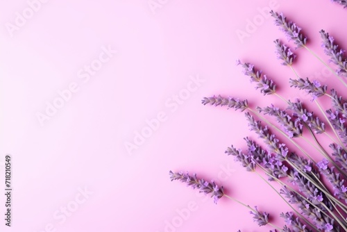  a bunch of lavender flowers on a pink background with a place for a text or an image of a bunch of lavender flowers on a pink background with a place for text.