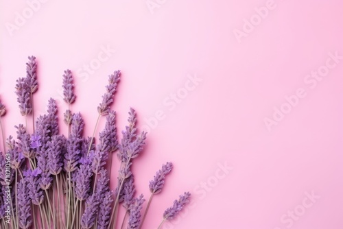  a bunch of lavender flowers on a pink background with copy - space for a text or an image or a product to put on a greeting card or postcard.