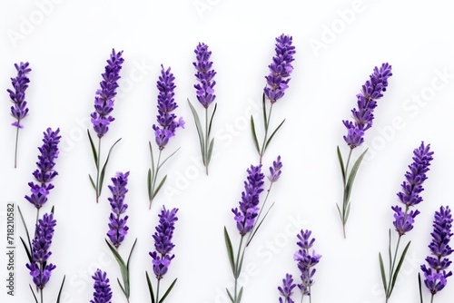  a bunch of purple lavender flowers on a white background  top view  flat lay  copy - up  copy - up  copy - up  copy - up.