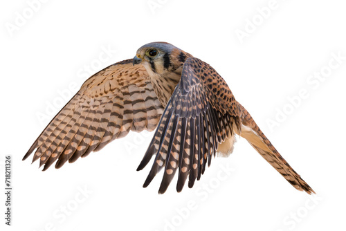 American Kestrel (Falco sparverius) High Resolution Photo, in Flight, on a Transparent PNG Background