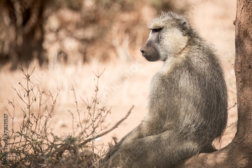yellow baboon sitting on the ground, Kenya