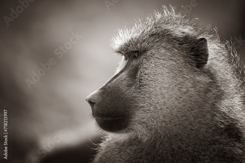 Sepia portrait of a yellow baboon, Kenya photo