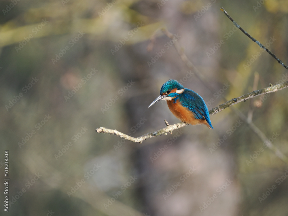 Fototapeta premium Eisvogel (Alcedo atthis)