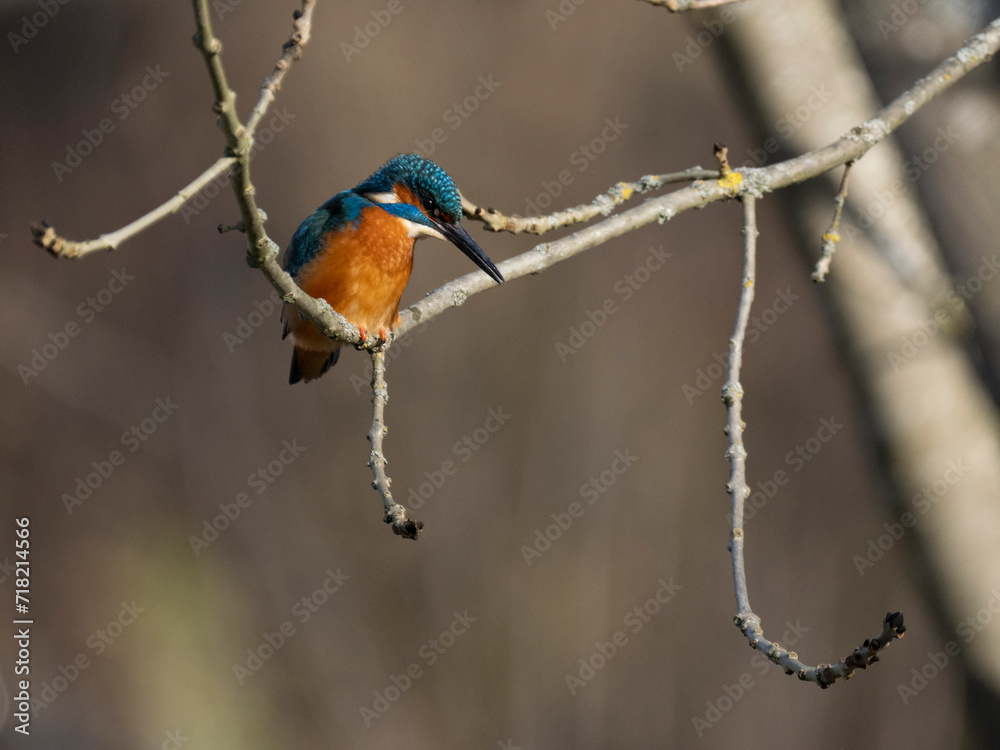 Eisvogel (Alcedo atthis) Eisvogel (Alcedo atthis)