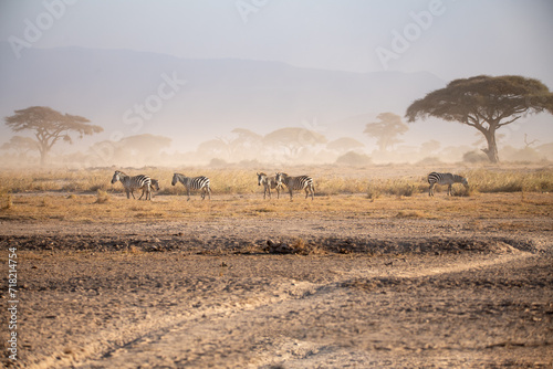 herd of zebra's in the african savannah