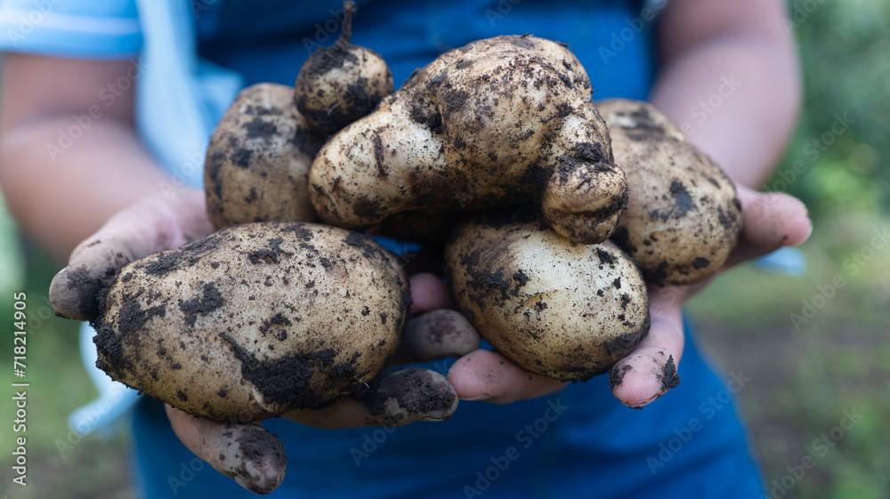 Papas recien cosechadas en la mano Papas recien cosechadas en la mano