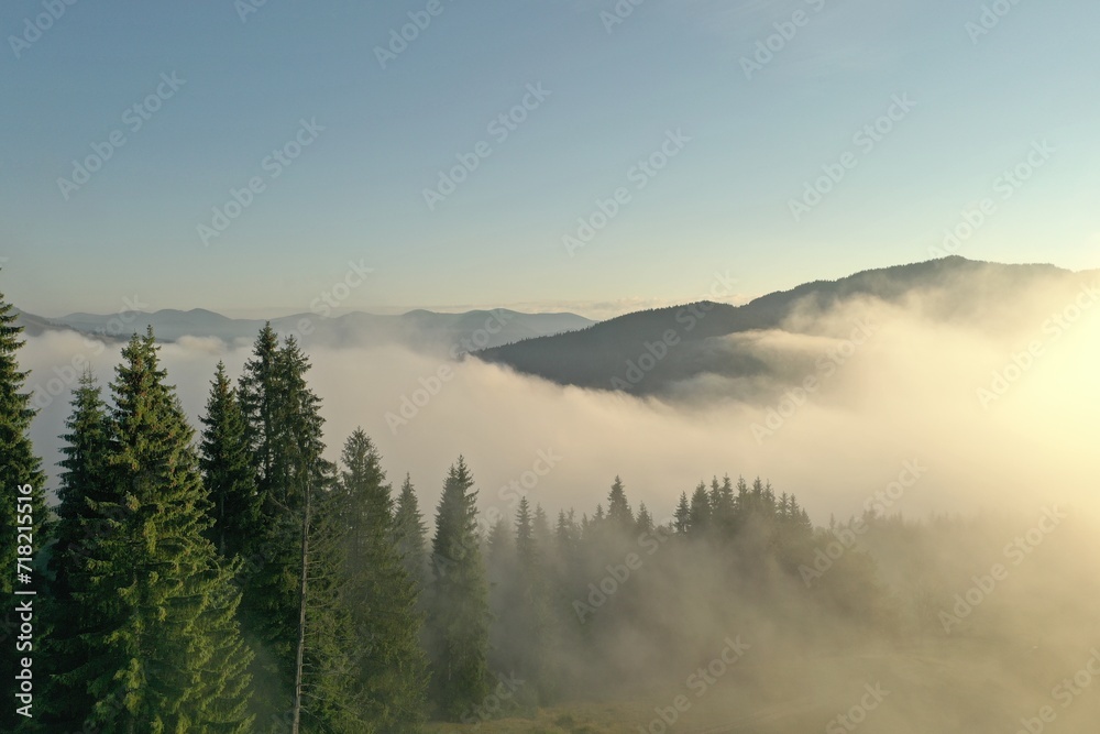 Aerial view of beautiful conifer trees in mountains covered with fog at sunrise