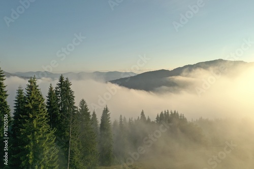 Aerial view of beautiful conifer trees in mountains covered with fog at sunrise photo