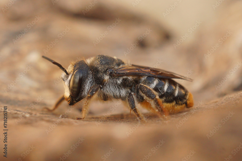 Closeup on a Mediterranean wood-boring solitary bee, Lithiurgus chrysurus sitting on wood Closeup on a Mediterranean wood-boring solitary bee, Lithiurgus chrysurus sitting on wood