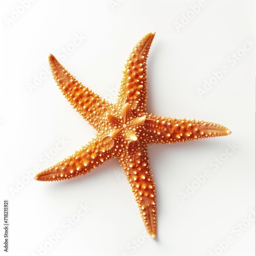 sea starfish isolated on white