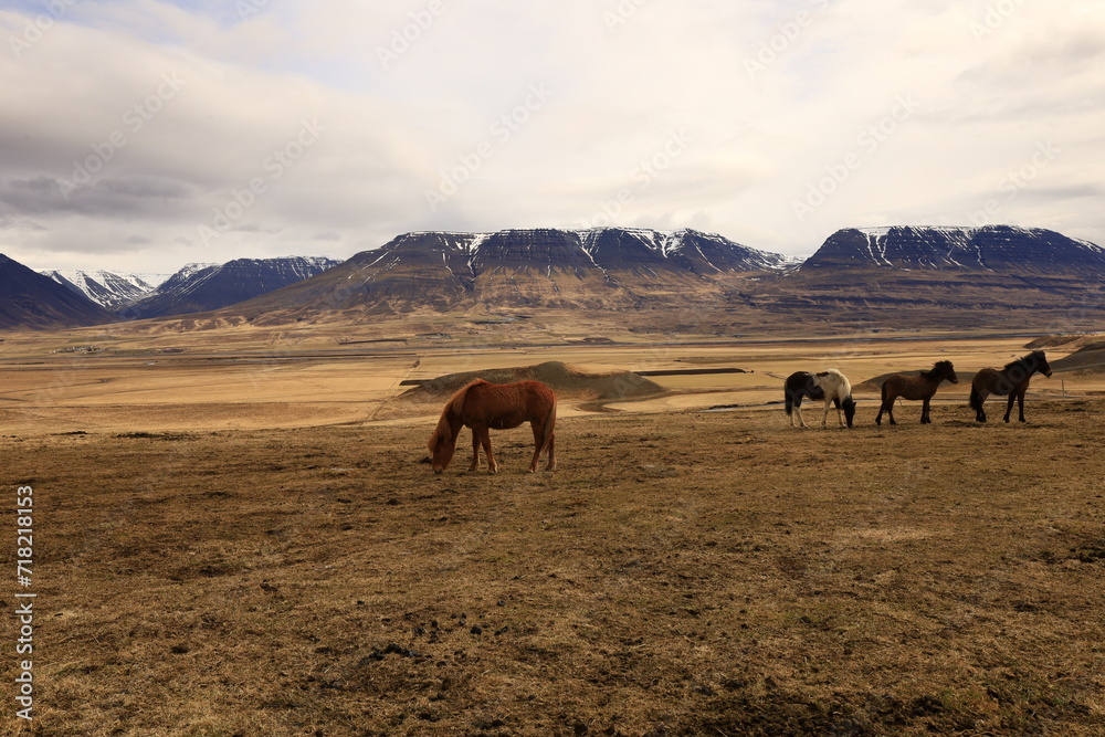 View on a horse in a valley in the Northeastern Region of Iceland View on a horse in a valley in the Northeastern Region of Iceland